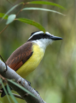 Great Kiskadee