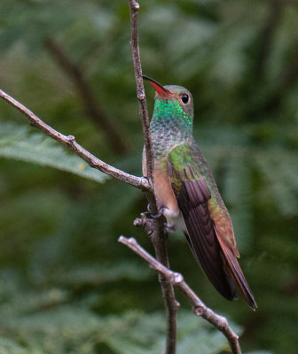 Buff -bellied Hummingbird