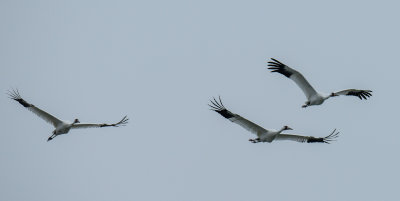 Whooping Crane