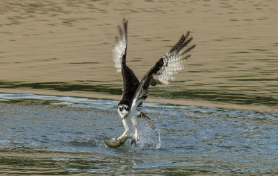 Osprey