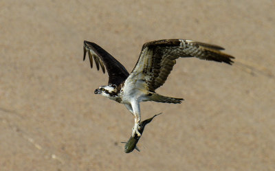 Osprey