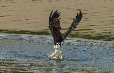 Osprey