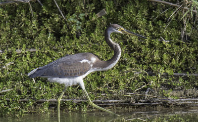 Tricolored Heron