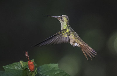 Buff-bellied Hummingbird