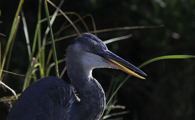 Great Blue Heron  juvenile