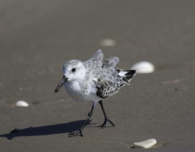 Black-bellied Plover