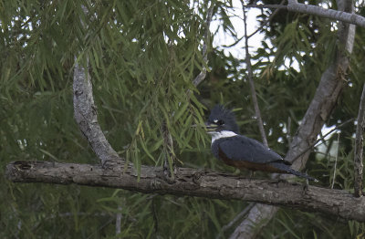 Ringed Kingfisher