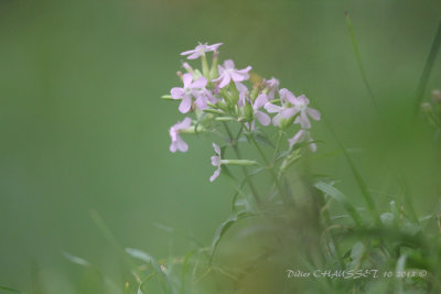 Fleurs