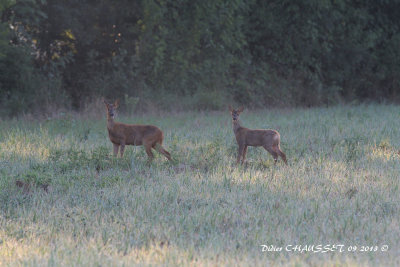 Chevreuils inquits par ma prsence