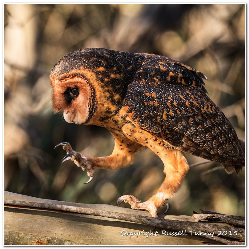 Masked Owl Silly Walk