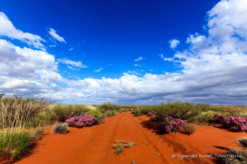 Spinifex & Wildflowers