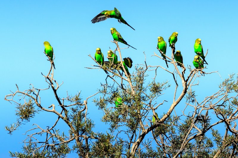 Budgerigars