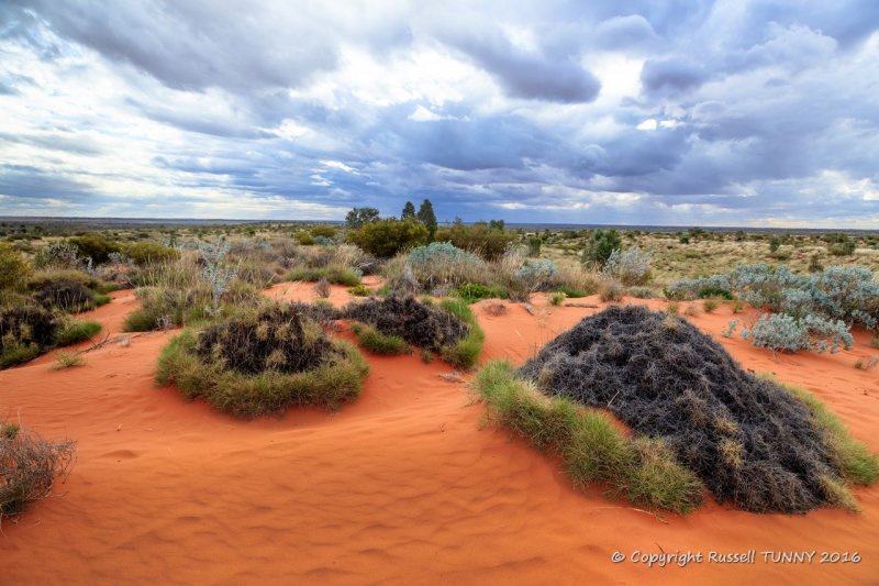 Spinifex and Cloud