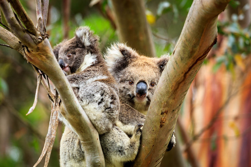 Female with juvenile koala