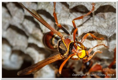 Common Paper Wasp Ready to Defend the Nest