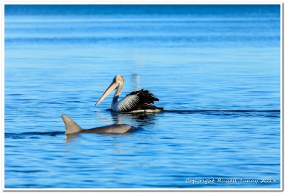 Dolphin & Pelican