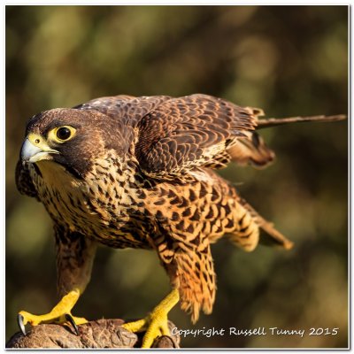 Hobby Falcon