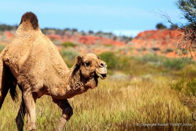 Feral Bull Camel