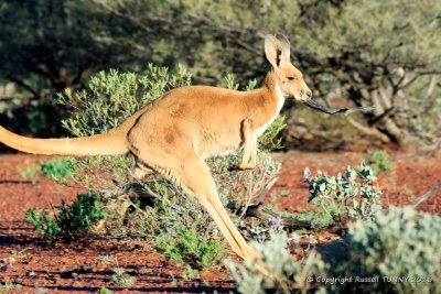 Male Red Kangaroo