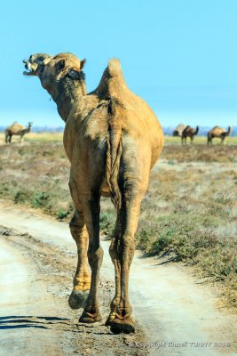 Feral Bull Camel