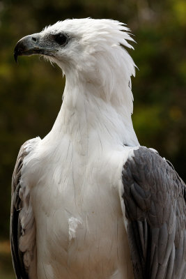 White Sea Eagle
