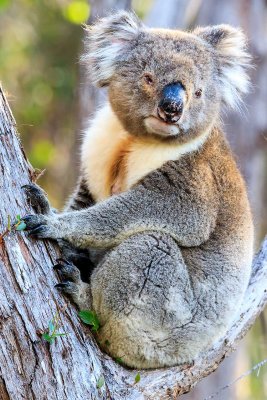 Male Koala
