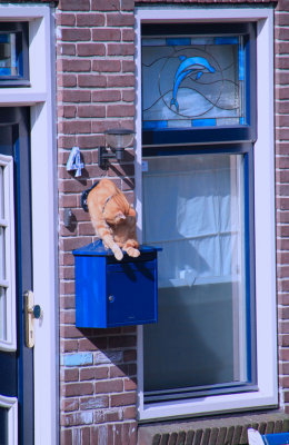 Dutch cat