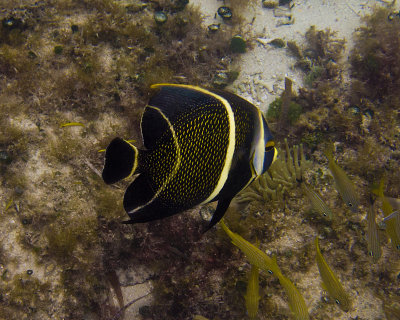 g9/65/1150565/3/154791438.6AwRAAo1.jpg