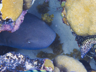 g9/65/1150565/3/154791465.x3FiUMaU.jpg