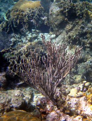 Roatan Honduras-201_edited_edited-2.jpg