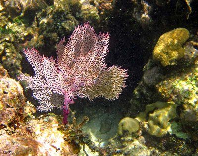Vie sous-marine à Roatan / Underwater life at Roatan (Honduras)
