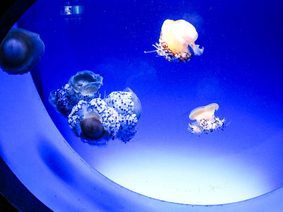 Aquarium de Monte Carlo