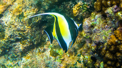 Zancle cornu/Moorish idol (Zanclus cornutus)