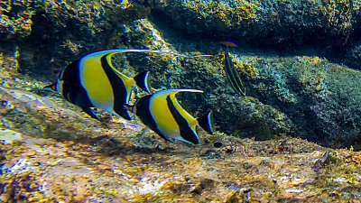 Zancle cornu/Moorish idol (Zanclus cornutus)