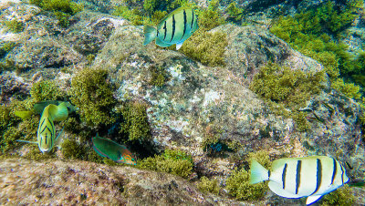Chirurgien bagnard / Convict tang (Acanthurus triostegus)