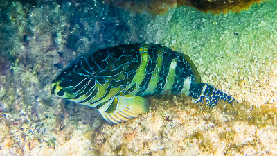 Poisson-faucon orn/Giant hawkfish (Cirrhitus rivulatus)