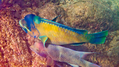 Poisson-perroquet bison/Bumphead parrotfish (Bolbometopon muricatum)