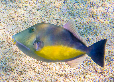 Bailste verres / Orangeside triggerfish (Sufflamen Verres)
