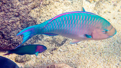 Poisson -peroquet bicolore / Bicolor parrotfish (Cetoscarus bicolor)