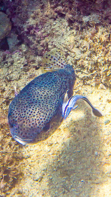 Poisson -peroquet bicolore / Bicolor parrotfish (Cetoscarus bicolor)