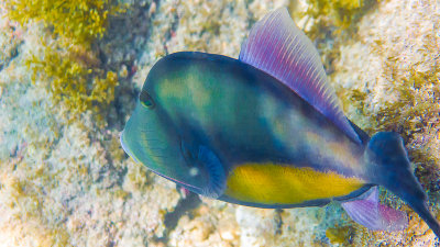 Bailste verres / Orangeside triggerfish (Sufflamen Verres)