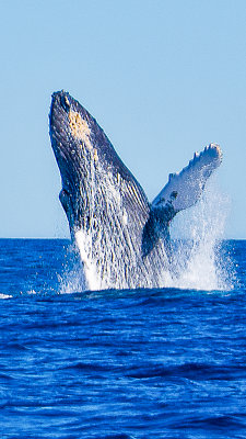 Cabo San Lucas