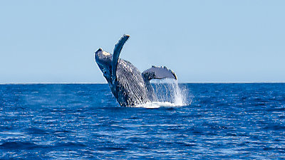 Cabo San Lucas