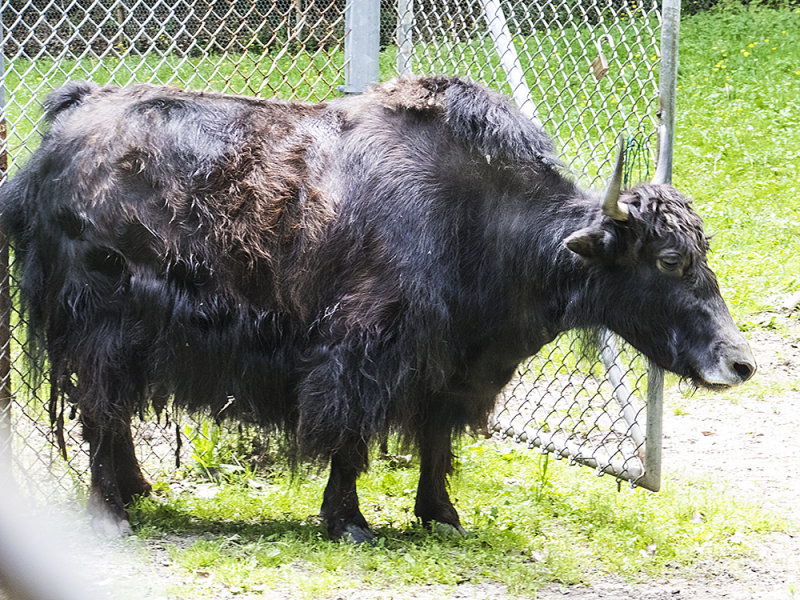 Yak