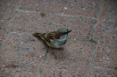 Sparrow food hunting at the Fairmont Resort, Phoenix