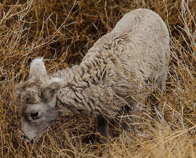 Baby Bighorn sheep