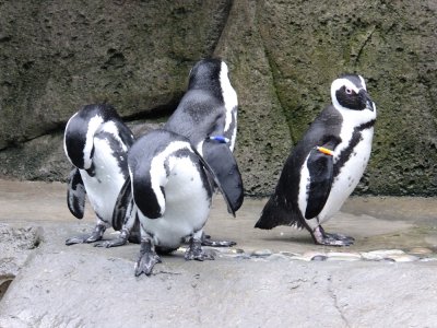 African Penguins, Vancouver Aquarium
