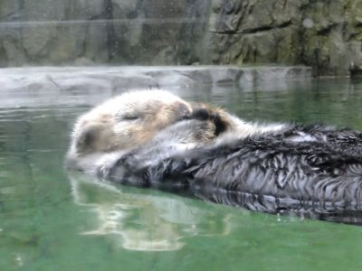 Otter, Vancouver Aquarium