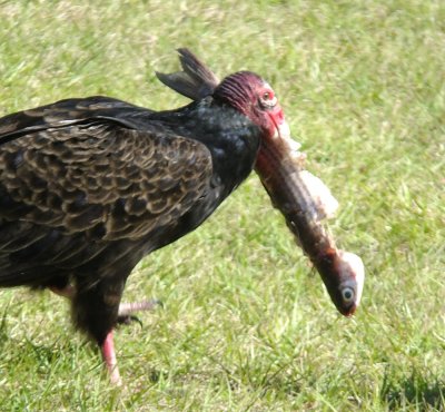 Turkey vulture with fish remains