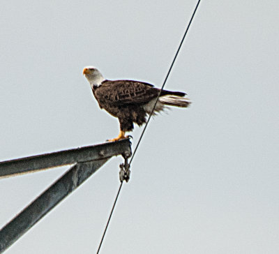 Bald Eagle, Myakka State Park